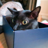 靴箱に入ってあごを縁に乗せてチラ牙している黒猫チビ