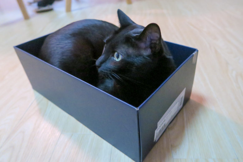 靴箱に入る黒猫チビ