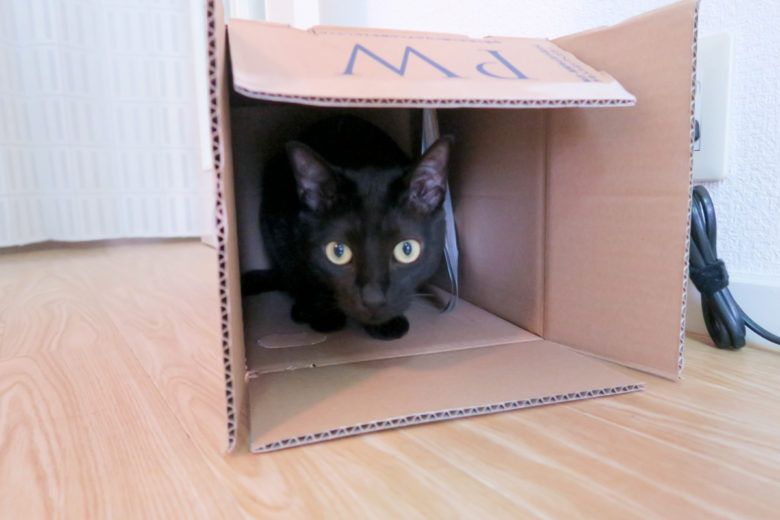 横向きのダンボール箱に入る黒猫チビ