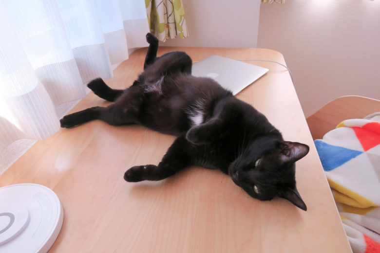 机の上で開く黒猫チビ