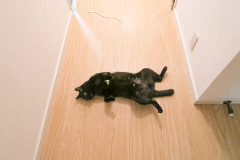 廊下で開く黒猫チビ