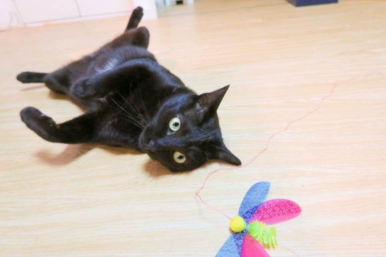 床に開いたままオモチャカシャカシャぶんぶんを見つめる黒猫チビ