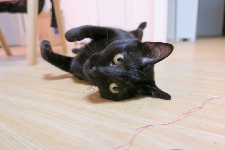 床に開いたままオモチャカシャカシャぶんぶんを見つめる黒猫チビ