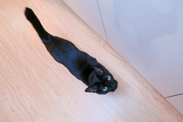 ちゅ〜るを察知して見上げる黒猫チビ