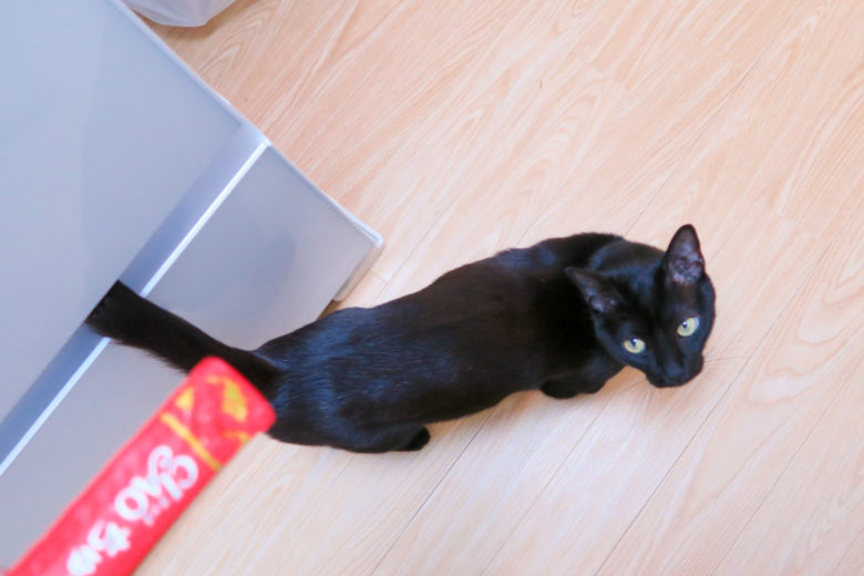 ちゅ〜るを見上げる黒猫チビ