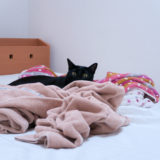 寝室のベッドのタオルケットの向こうから見てくる黒猫チビ
