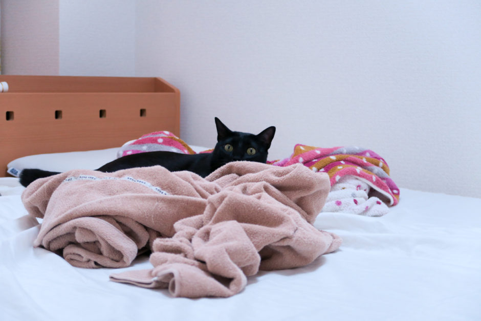 寝室のベッドのタオルケットの向こうから見てくる黒猫チビ