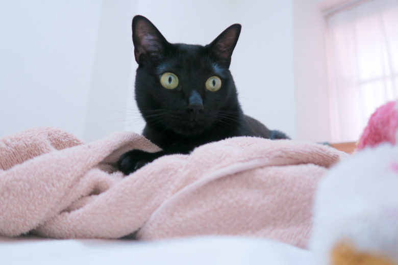 タオルケットの上で目を見開く黒猫チビ