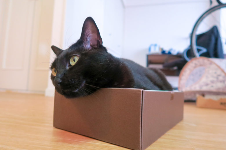 箱のふちにあごを乗せてくつろぐ黒猫チビ