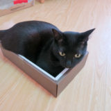箱の中に収まる黒猫チビ