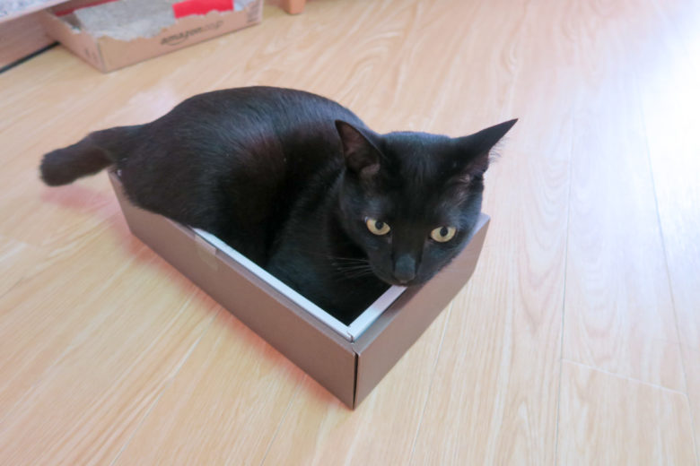 箱の中に収まる黒猫チビ