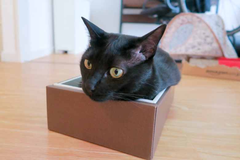 箱の中に収まり切れずはみ出ている黒猫チビ