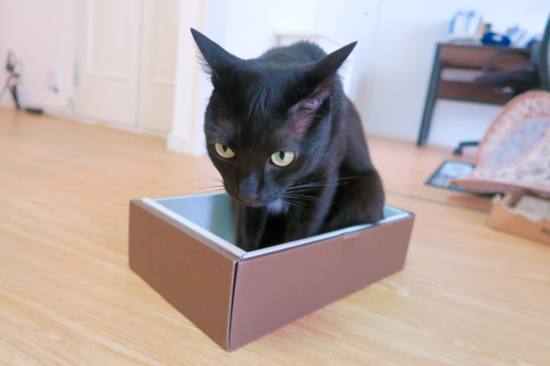 箱の中でおすわりする黒猫チビ