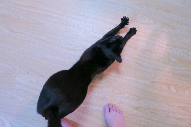 床で伸びをする黒猫チビを上から見た図
