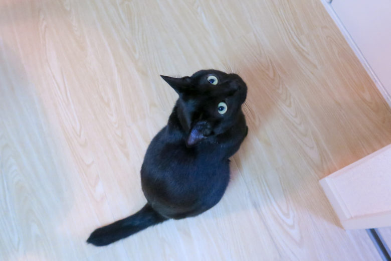 床に座って飼い主を見上げる黒猫チビ