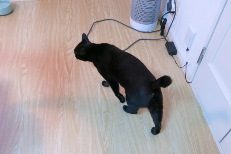 床を歩く黒猫チビ