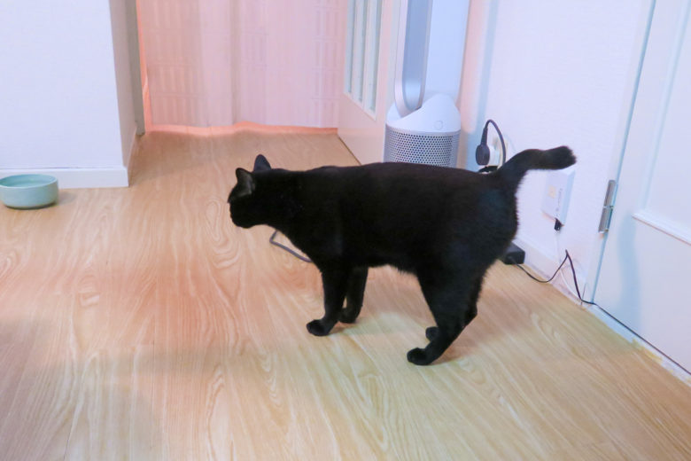 床で四足で立った状態の黒猫チビ