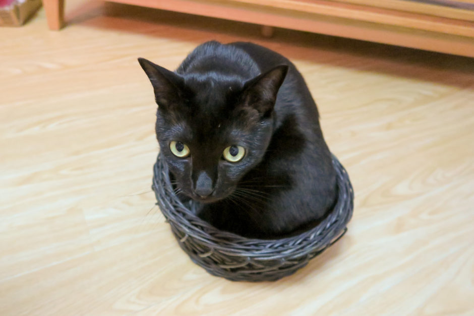 かごに入ったけどなんか変な黒猫チビ