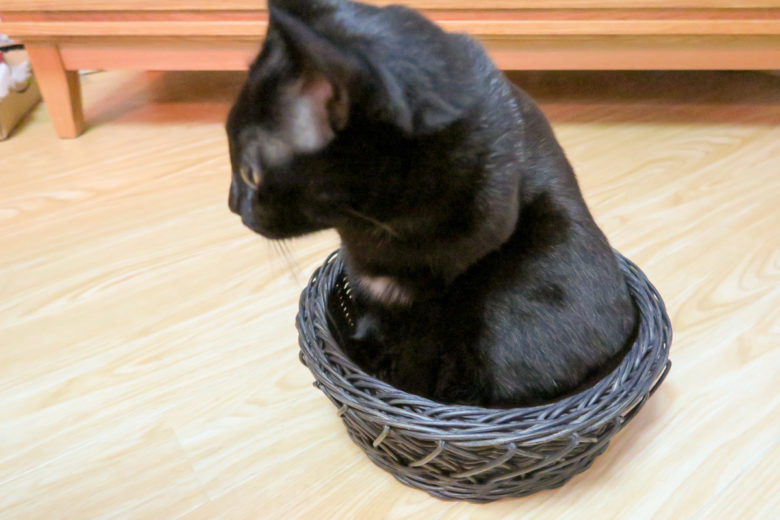 かごに入ったけど、かごが小さくてなんか変な黒猫チビ