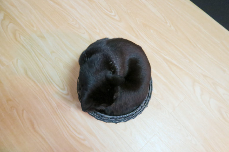 小さいかごに入って、上から見るときれいな丸に見える黒猫チビ