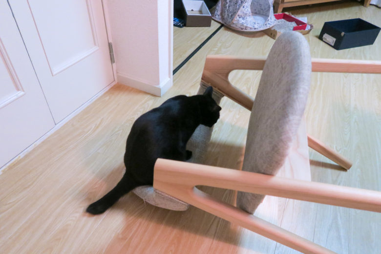 倒したダイニングの椅子の背もたれの上に乗っている黒猫チビ