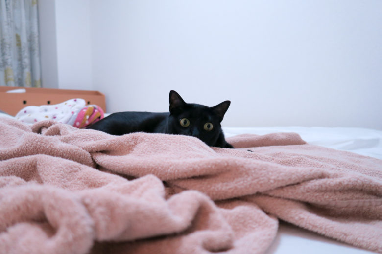 ベッドの上で隠れている風の黒猫チビ
