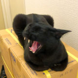 香箱座りであくびするの黒猫チビ