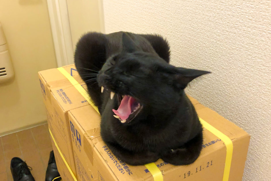 香箱座りであくびするの黒猫チビ