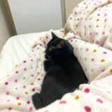 横向きの足の裏で添い寝してくれる黒猫チビ