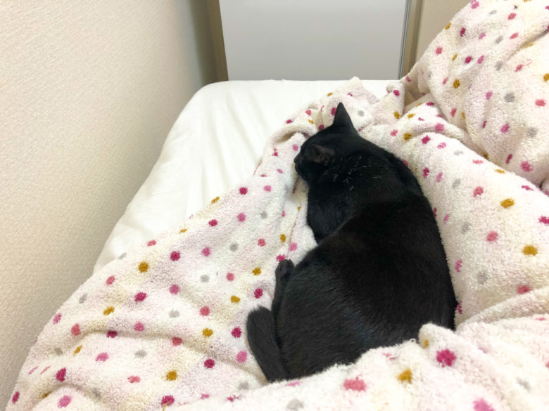 横向きの足の裏で添い寝してくれる黒猫チビ