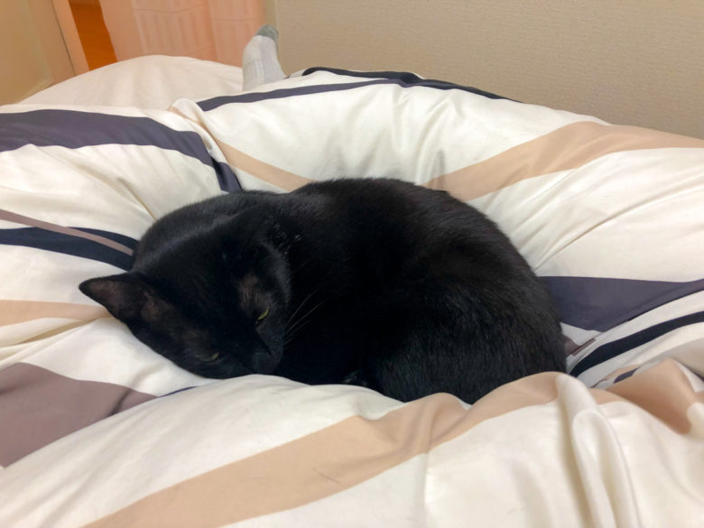 夫の脚の間で気持ちよく寝ている黒猫チビ