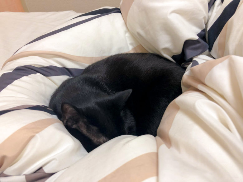 布団の中に埋もれて寝る黒猫チビ