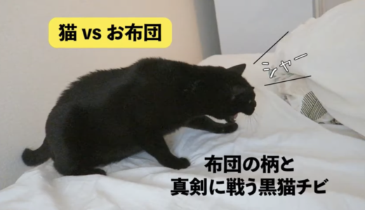 【動画】布団の柄に猫パンチ！真剣に戦ってます！