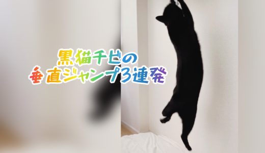 【動画あり】チビの垂直ジャンプ3連発！