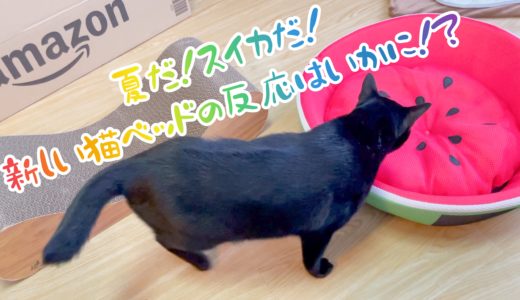 【動画】夏だ！スイカだ！新しい猫ベッドの反応はいかに！？