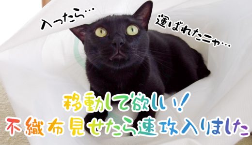 【動画】チョロい！移動して欲しいので不織布見せたら速攻入った黒猫チビ