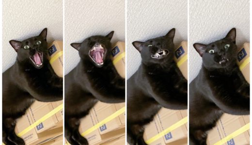 猫のあくびって最高！