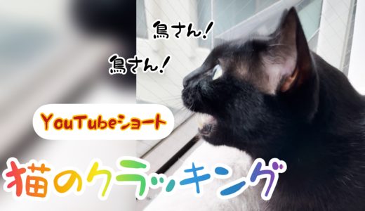 【猫のクラッキング】鳥に向かってヒャンヒャン鳴く猫の鳴き声【動画】