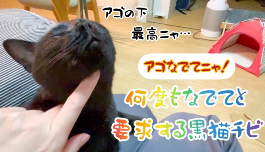 【動画】アゴなで大好き！膝の上で何度もなでてと要求する黒猫チビ