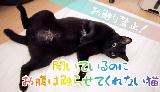 【動画】お腹だけは許さない！開いているのにお腹は触らせてくれない黒猫チビ