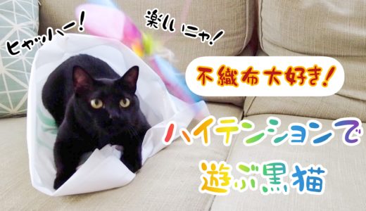【動画】不織布大好き！ハイテンションで遊ぶ黒猫チビ