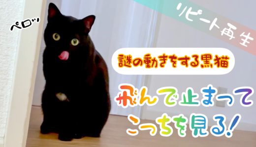 【猫の謎の動き】飛んで止まってこっちを見る黒猫チビ【動画】