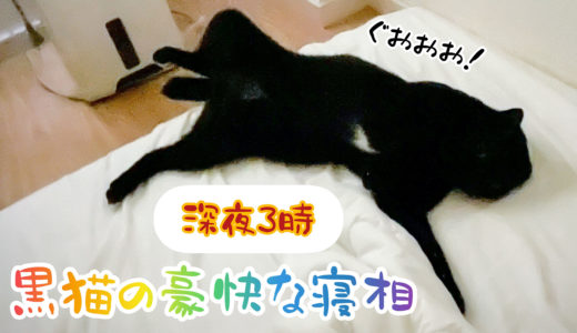 【深夜３時】黒猫の豪快な寝相