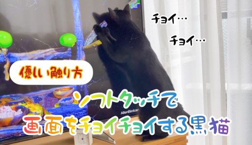 【動画】ソフトタッチで画面をチョイチョイする黒猫チビ