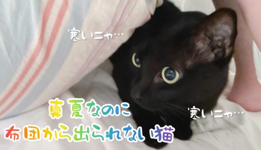 【動画】真夏なのに布団から出られずにグルグル言ってる黒猫チビ