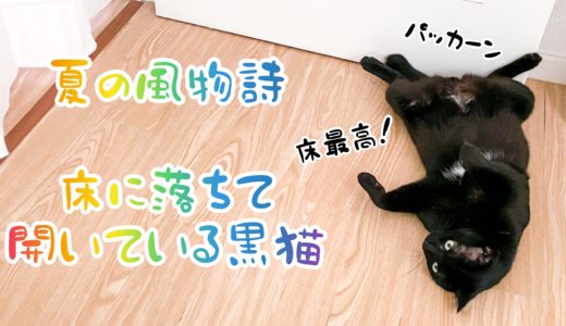 【動画】床に落ちて開いている黒猫チビ【夏の風物詩】