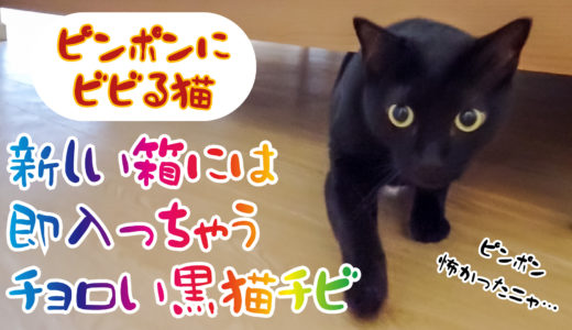 【動画】ピンポンにビビるけど新しい箱に即入っちゃう黒猫チビです