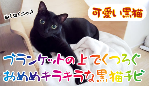 【動画】ブランケットでくつろぐおめめまん丸の可愛い黒猫チビです