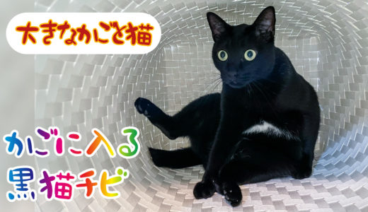 【動画】クラフトバンドで編んだかごに入ってくれる優しい黒猫チビです