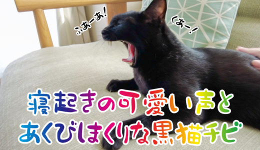 【動画】可愛い鳴き声とたくさんあくびする黒猫チビ【寝起きの猫】